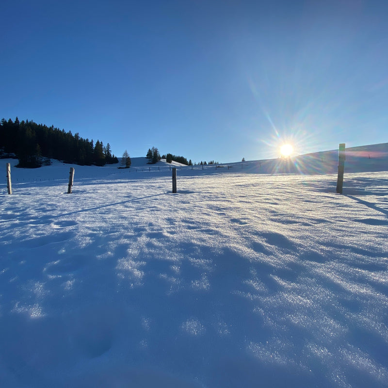 Verschneite Wiese im Gegenlicht auf der Postalm bei St. Gilgen