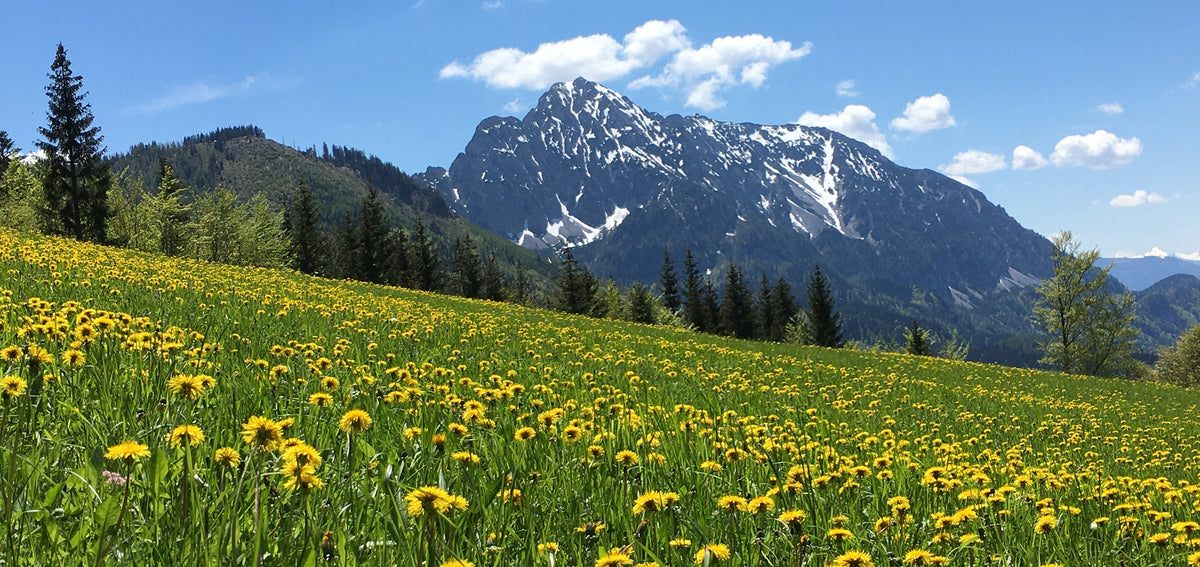 Blühende Wiesen und schneebedeckte Alpen in Oberösterreich als Duftinspiration für CWC
