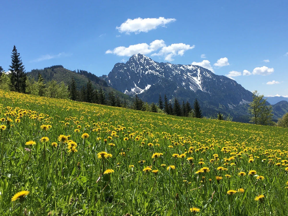 Blumenwiese in Spital am Pyhrn mit Blick auf den Bosruck, Region Pyhrn-Priel in Oberösterreich